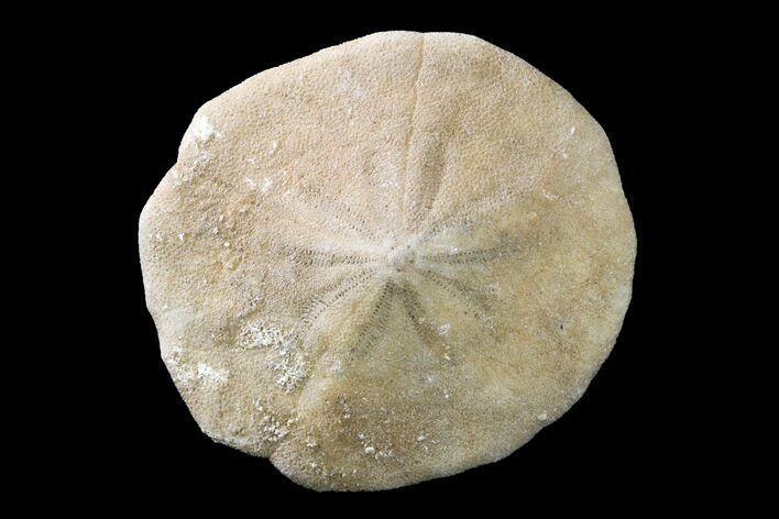 Miocene Echinoid (Monostychia) Fossil - Australia #156383